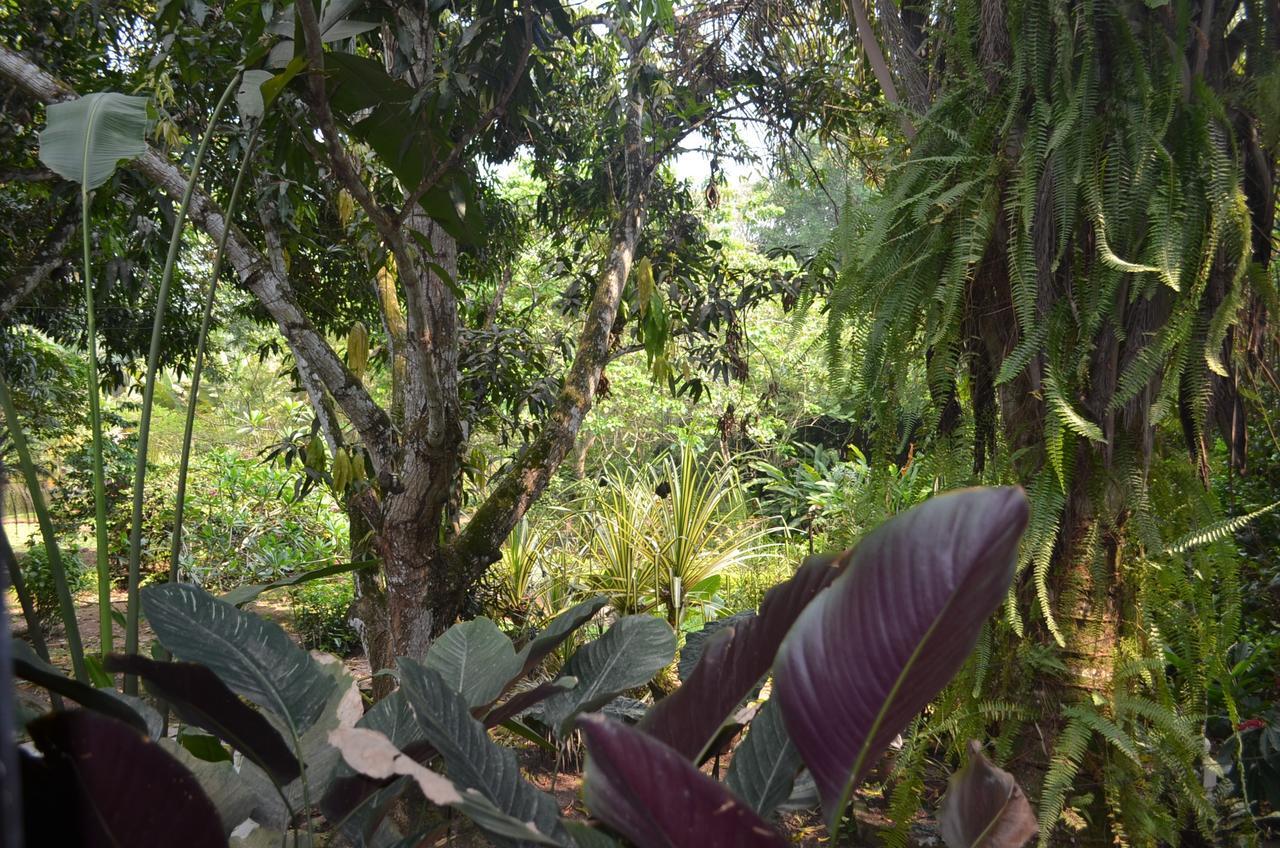 فندق Amanwana Ecofinca ميلغار المظهر الخارجي الصورة